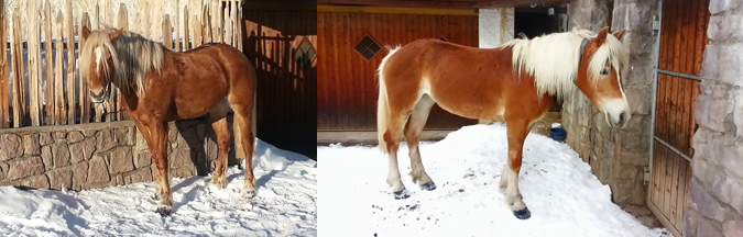 Nelly, Ogenni