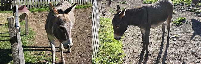 Rudi, Mimmi